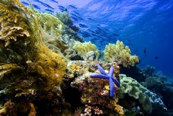 Wakatobi Reef Scene by Karl Dietz 